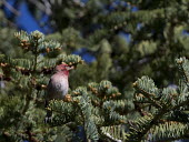 Cassin's finch perched in a pine tree environment,ecosystem,Habitat,forests,Forest,conifer forest,coniferous,Coniferous forest,Terrestrial,ground,evergreen,Evergreen forest,Animalia,Chordata,Aves,Passeriformes,Fringillidae,Haemorhous cass
