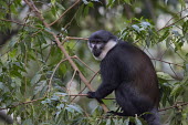 LâHoestâs monkey in tree canopy monkey,monkeys,primate,primates,arboreal,mammal,mammals,vertebrate,vertebrates,canopy,jungle,forest,LâHoestâs monkey,Cercopithecus lhoesti,Old World Monkeys,Cercopithecidae,Primates,Chordates,Ch