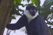 LâHoestâs monkey in a tree monkey,monkeys,primate,primates,arboreal,mammal,mammals,vertebrate,vertebrates,canopy,jungle,forest,LâHoestâs monkey,Cercopithecus lhoesti,Old World Monkeys,Cercopithecidae,Primates,Chordates,Ch