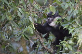 LHoests monkey foraging for fruit in a tree Arboreal,treelife,lives in tree,tree life,tree dweller,monkey,monkeys,primate,primates,arboreal,mammal,mammals,vertebrate,vertebrates,canopy,jungle,forest,LHoests monkey,Cercopithecus lhoesti,Old