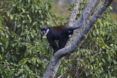 LHoests monkey in tree canopy Arboreal,treelife,lives in tree,tree life,tree dweller,monkey,monkeys,primate,primates,arboreal,mammal,mammals,vertebrate,vertebrates,canopy,jungle,forest,LHoests monkey,Cercopithecus lhoesti,Old