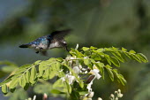 Bee hummingbird in flight in-air,in flight,flight,in-flight,flap,Flying,fly,in air,flapping,action,movement,move,Moving,in action,in motion,motion,azul,Blue,food,feed,hungry,eat,hunger,Feeding,eating,Filter feeding,Filter feed