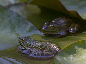 Ramsey Canyon leopard frogs on a lily pad gardens,Garden,Green,coloration,Colouration,fresh water,Freshwater,water,environment,ecosystem,Habitat,colours,color,colors,Colour,Green background,Aquatic,water body,Underwater,Lake,lakes,frog,frogs,