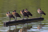West Indian whistling-ducks lined up on floating wood Perching,perched,perch,waterfowl,duck,ducks,ponds,lakes,pond,lake,reeds,reed bed,wetland,West Indian whistling-duck,Dendrocygna arborea,Aves,Birds,Waterfowl,Anseriformes,Chordates,Chordata,Ducks, Gees
