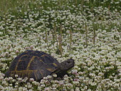 Greek tortoise in a field of clover environment,ecosystem,Habitat,Grassland,Terrestrial,ground,wildflower meadow,Meadow,shell,cold blooded,reptile,reptiles,tortoise,tortoises,flowers,field,flower,clover,Greek tortoise,Testudo graeca,Rep