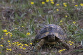 Greek tortoise looking at the camera wildflower meadow,Meadow,Grassland,environment,ecosystem,Habitat,Terrestrial,ground,shell,cold blooded,reptile,reptiles,tortoise,tortoises,flowers,portrait,looking at camera,Greek tortoise,Testudo gra