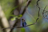Bee hummingbird colours,color,colors,Colour,action,movement,move,Moving,in action,in motion,motion,azul,Blue,Filter feeding,Filter feeder,tropics,Tropical,in-air,in flight,flight,in-flight,flap,Flying,fly,in air,flap