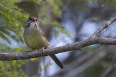 Cuban sparrow Perching,perched,perch,blur,selective focus,blurry,depth of field,Shallow focus,blurred,soft focus,Torreornis inexpectata varonai,sparrow,bird,birds,Cuba,shallow focus,perching,close up,Cuban sparrow,