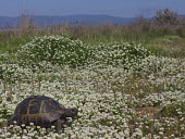 Greek tortoise in a field of clover shell,cold blooded,reptile,reptiles,tortoise,tortoises,flowers,field,flower,clover,Greek tortoise,Testudo graeca,Reptilia,Reptiles,Turtles,Testudines,Chordates,Chordata,Tortoises,Testudinidae,spur-thi