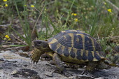 Greek tortoise walking shell,cold blooded,reptile,reptiles,tortoise,tortoises,walking,motion,Greek tortoise,Testudo graeca,Reptilia,Reptiles,Turtles,Testudines,Chordates,Chordata,Tortoises,Testudinidae,spur-thighed tortoise