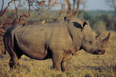White rhinoceros with oxpeckers on its back, Africa rhino,rhinos,white rhino,White rhinoceros,Ceratotherium simum,Rhinocerous,Rhinocerotidae,Perissodactyla,Odd-toed Ungulates,Mammalia,Mammals,Chordates,Chordata,square-lipped rhinoceros,Rinoceronte Blan