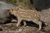 Wild boar piglet, Europe coloration,Colouration,food,feed,hungry,eat,hunger,Feeding,eating,Juvenile,immature,child,children,baby,infants,infant,young,babies,stripe,Stripes,stripy,striped,piglets,Piglet,Offspring,patterns,patt