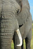 Portrait of an African elephant Tusks,tusk,Close up,African elephant,Loxodonta africana,Elephants,Elephantidae,Chordates,Chordata,Elephants, Mammoths, Mastodons,Proboscidea,Mammalia,Mammals,savanna elephant,Loxodonta africana africa
