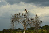 Flock of white-backed vultures gathered on a tree, Africa gathering,Group,many,collection,assemble,numerous,grouping,collective,gather,assembly,gamming,White-backed vulture,Gyps africanus,Accipitridae,Hawks, Eagles, Kites, Harriers,Falconiformes,Hawks Eagles