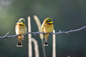 Little bee-eaters perched on a branch, Africa cute,coloration,Colouration,Perching,perched,perch,positive,Green,colours,color,colors,Colour,yellow,Little bee-eater,Merops pusillus,Coraciiformes,Rollers Kingfishers and Allies,Aves,Birds,Bee-eaters