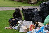 Chacma baboon rummaging through human waste and litter bins Human impact,human influence,anthropogenic,forage,gleaning,glean,Foraging,food,feed,hungry,eat,hunger,Feeding,eating,Urbanisation,Chacma baboon,Papio ursinus,Old World Monkeys,Cercopithecidae,Chordate