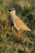 Crowned lapwing in soft light, Africa Crowned Lapwing,Crowned Plover,Animalia,Chordata,Aves,Charadriiformes Charadriidae,Vanellus coronatus