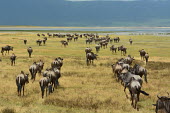 A herd of blue wildebeest heading to water, Africa Blue wildebeest,Connochaetes taurinus,Mammalia,Mammals,Even-toed Ungulates,Artiodactyla,Bovidae,Bison, Cattle, Sheep, Goats, Antelopes,Chordates,Chordata,common wildebeest and brindled gnu,Animalia,Ce