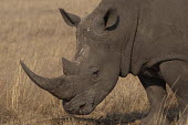 White rhino, Africa rhino,white rhino,rhinos,White rhinoceros,Ceratotherium simum,Rhinocerous,Rhinocerotidae,Perissodactyla,Odd-toed Ungulates,Mammalia,Mammals,Chordates,Chordata,square-lipped rhinoceros,Rinoceronte Blan