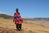 A young cattle herder walking alone, Africa Cattle,Bos taurus