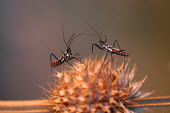 Assassin bugs meet on a dried plant, Africa assassin bug,bug,insect,insects
