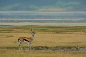 Thomsons gazelle in the African plains environment,ecosystem,Habitat,Terrestrial,ground,Grassland,Wetland,mire,muskeg,peatland,bog,Thomsons gazelle,Eudorcas thomsonii,Bovidae,Bison, Cattle, Sheep, Goats, Antelopes,Even-toed Ungulates,Art