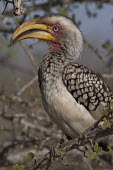 Southern yellow-billed hornbill, Africa coloration,Colouration,colours,color,colors,Colour,Bill,bills,Mouth,mouthpart,mouths,mouthparts,face,yellow,Southern yellow-billed hornbill,Tockus leucomelas,Bucerotidae,Hornbills,Aves,Birds,Coraciifo