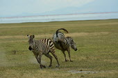 Zebra having a brawl Chris du Plessis Plains zebra,Equus quagga,Chordates,Chordata,Perissodactyla,Odd-toed Ungulates,Equidae,Horses, Donkeys, Zebras,Mammalia,Mammals,painted zebra,common zebra,Equus burchellii,Burchell's zebra,Least Concern,quagga,Streams and rivers,Ponds and lakes,Equus,Africa,Terrestrial,Savannah,Herbivorous,Temporary water,Animalia,IUCN Red List,Near Threatened