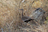 Red-crested bustard partially camouflaged in dry grass, Africa Red-crested bustard,Eupodotis ruficrista