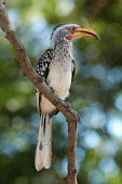 Southern yellow-billed perched in a tree, Africa Chris du Plessis coloration,Colouration,Bill,bills,face,yellow,colours,color,colors,Colour,Mouth,mouthpart,mouths,mouthparts,Southern yellow-billed hornbill,Tockus leucomelas,Bucerotidae,Hornbills,Aves,Birds,Coraciiformes,Rollers Kingfishers and Allies,Chordates,Chordata,Calao leucomle,Terrestrial,Africa,Least Concern,Flying,Animalia,Forest,Tockus,Omnivorous,IUCN Red List