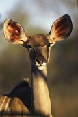 Greater kudu, Africa ear,Ears,Close up,Portrait,face picture,face shot,face,blur,selective focus,blurry,depth of field,Shallow focus,blurred,soft focus,Greater kudu,Tragelaphus strepsiceros,Bovidae,Bison, Cattle, Sheep, G