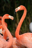 Brightly coloured Caribbean flamingos coloration,Colouration,pink,Plumage,plumes,plume,blur,selective focus,blurry,depth of field,Shallow focus,blurred,soft focus,feathers,Feather,colours,color,colors,Colour,Caribbean flamingo,Phoenicopte