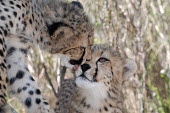 Cheetah grooming another, Africa romantic,valentine,romance,kissing,couple,valentines,kisses,Kiss,love,partners,cute,positive,friendly,Friendship,friend,friends,Cheetah,Acinonyx jubatus,Chordates,Chordata,Carnivores,Carnivora,Mammali