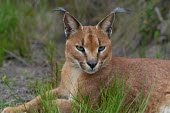 Portrait of a caracal, Africa Close up,blur,selective focus,blurry,depth of field,Shallow focus,blurred,soft focus,ear,Ears,face,Portrait,face picture,face shot,Caracal,Caracal caracal,Felidae,Cats,Carnivores,Carnivora,Mammalia,Ma