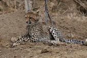 A young cheetah resting, Africa coloration,Colouration,patterns,patterned,Pattern,cute,savannahs,savana,savannas,shrubland,savannah,Savanna,Juvenile,immature,child,children,baby,infants,infant,young,babies,Grassland,positive,hidden,