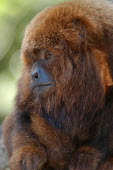 Common woolly monkey photographed in 'Africa Monkey Land' Portrait,face picture,face shot,Close up,Facial portrait,face,blur,selective focus,blurry,depth of field,Shallow focus,blurred,soft focus,Common woolly monkey,Lagothrix lagotricha,Primates,Chordates,C
