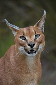 Portrait of a caracal, Africa blur,selective focus,blurry,depth of field,Shallow focus,blurred,soft focus,ear,Ears,face,Portrait,face picture,face shot,Close up,Caracal,Caracal caracal,Felidae,Cats,Carnivores,Carnivora,Mammalia,Ma