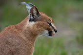 Portrait of a caracal, Africa blur,selective focus,blurry,depth of field,Shallow focus,blurred,soft focus,Portrait,face picture,face shot,ear,Ears,Close up,face,Caracal,Caracal caracal,Felidae,Cats,Carnivores,Carnivora,Mammalia,Ma