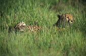 Cheetah lying in grass, Africa environment,ecosystem,Habitat,coloration,Colouration,hidden,crypsis,Camouflage,camo,disguise,disguised,camouflaged,patterns,patterned,Pattern,Green background,Terrestrial,ground,Grassland,Grass,spotty