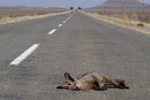 Bat-eared fox killed in a road traffic collision, Africa Habitat degradation,Stage,Habitat fragmentation,Urbanisation,Dead,Human impact,human influence,anthropogenic,scraps,meat,decaying,decayed,Carrion,decay,Bat-eared fox,Otocyon megalotis,Mammalia,Mammals