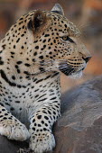 Leopard resting on a rock blur,selective focus,blurry,depth of field,Shallow focus,blurred,soft focus,spotty,spot,Spots,spotted,patterns,patterned,Pattern,Portrait,face picture,face shot,coloration,Colouration,resting,rested,r