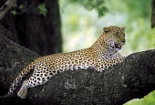 Leopard lounging in a tree, Africa spotty,spot,Spots,spotted,relax,Relaxed,chilled,chill,easy going,content,blur,selective focus,blurry,depth of field,Shallow focus,blurred,soft focus,Portrait,face picture,face shot,coloration,Colourat