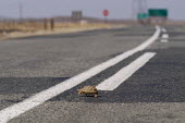 A tortoise making the perilous decision to cross the road, Africa Habitat fragmentation,Urbanisation,Habitat degradation,Human impact,human influence,anthropogenic,tortoise,Animalia,Chordata,Reptilia,Testudines,Testudinidae