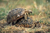 Two leopard tortoise potentially about to mate, Africa coitus,mate,intimate,mating,reproduce,fornication,fornicate,breeding,romantic,copulating,Sex,intercourse,romance,copulate,bond,bonding,Love,friendly,Friendship,friend,friends,Affection,affectionate,va