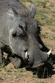 Close up of a common warthog, Africa Tusks,tusk,Common warthog,Phacochoerus africanus,Mammalia,Mammals,Chordates,Chordata,Suidae,Hogs and Pigs,Even-toed Ungulates,Artiodactyla,Eritrean warthog,warthog,Phacochère Commun,Phacochoerus,Leas