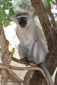 Vervet monkey sat in a tree, Africa Vervet,Chlorocebus pygerythrus,Primates,Chordates,Chordata,Old World Monkeys,Cercopithecidae,Mammalia,Mammals,Chlorocebus aethiops pygerythrus,vervet monkey,Cercopithecus pygerythrus,Cercopithecus aet