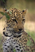 Portrait of a leopard, Africa patterns,patterned,Pattern,coloration,Colouration,blur,selective focus,blurry,depth of field,Shallow focus,blurred,soft focus,spotty,spot,Spots,spotted,Portrait,face picture,face shot,Close up,Leopard