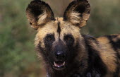 African wild dog Portrait,face picture,face shot,Close up,Looking at camera,African wild dog,Lycaon pictus,Carnivores,Carnivora,Mammalia,Mammals,Chordates,Chordata,Dog, Coyote, Wolf, Fox,Canidae,painted hunting dog,Ca
