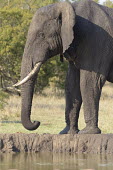 African elephant Tusks,tusk,African elephant,Loxodonta africana,Elephants,Elephantidae,Chordates,Chordata,Elephants, Mammoths, Mastodons,Proboscidea,Mammalia,Mammals,savanna elephant,Loxodonta africana africana,Élép