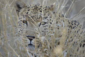 Leopard camouflaged in grass, Africa savannahs,savana,savannas,shrubland,savannah,Savanna,environment,ecosystem,Habitat,Grassland,coloration,Colouration,arid,drought,waterless,no water,dried up,barren,baked,Dry,parched,moistureless,Terre